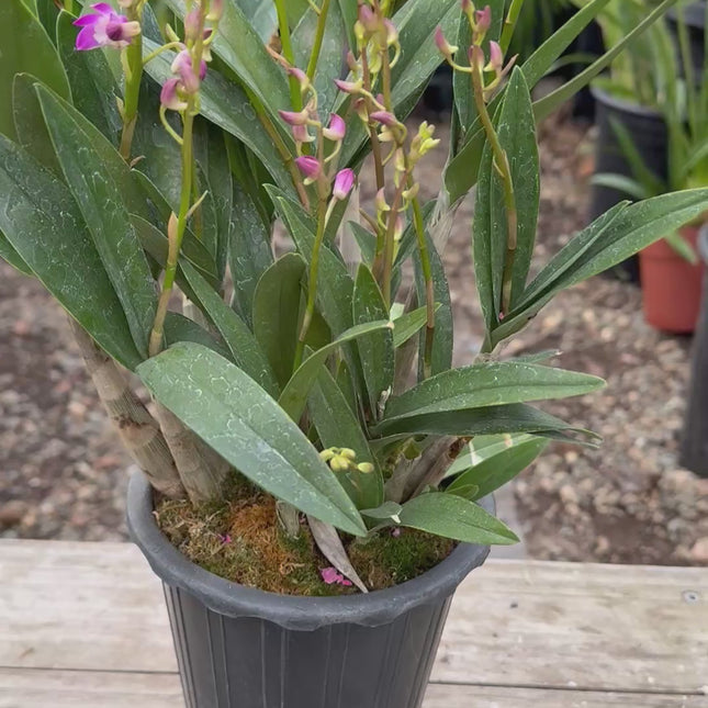 Purple Phalaenopsis Hybrid Live Plant