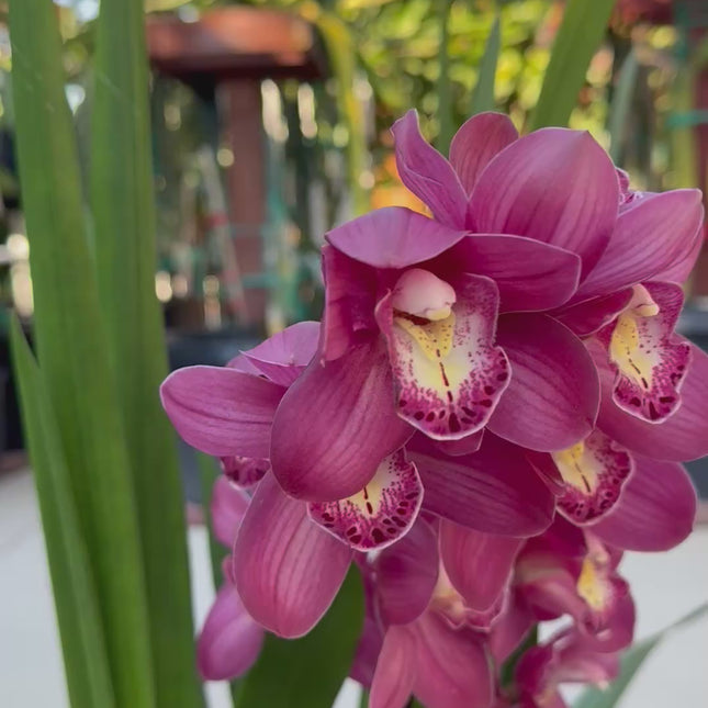 Cymbidium Burgundy (Boat Orchid)