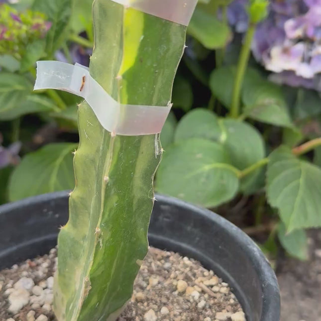 Worth Variegated Dragon Fruit rooted plant