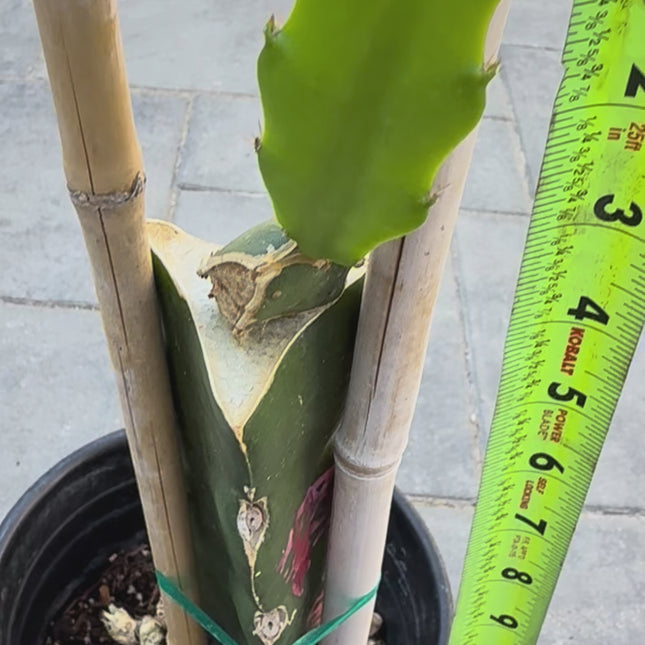 Asunta 7 Aztec Gold (Yellow Skin White Flesh) grafted plant