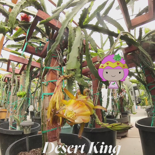 🌵 Desert King