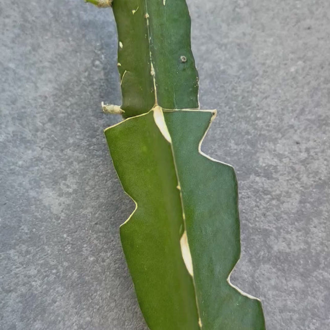 Lady Diana Dragon Fruit grafted plant 🌺