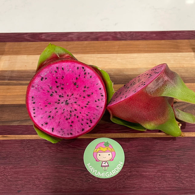 Purple Haze dragon fruit cuttings (12") and rooted plants