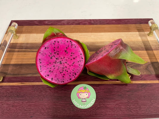 Purple Haze dragon fruit cuttings (12" or longer) and rooted plants
