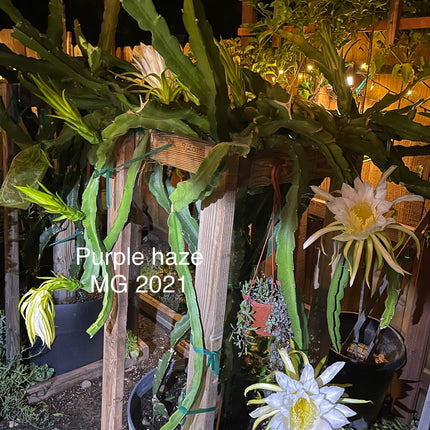 Purple Haze dragon fruit cuttings (12") and rooted plants