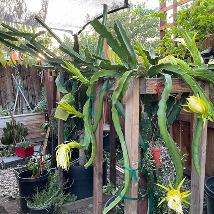 Purple Haze dragon fruit cuttings (12") and rooted plants