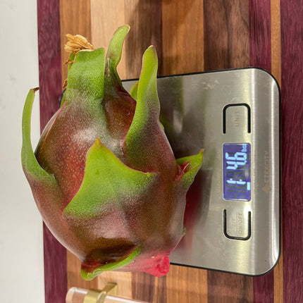 Purple Haze dragon fruit cuttings (12") and rooted plants