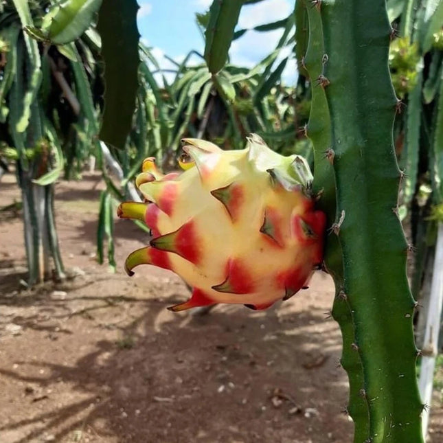 Rainbow Dragon Fruit live cutting 12"