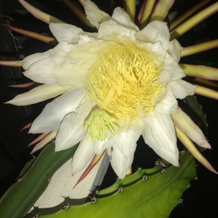 Rainbow Dragon Fruit live cutting 12"