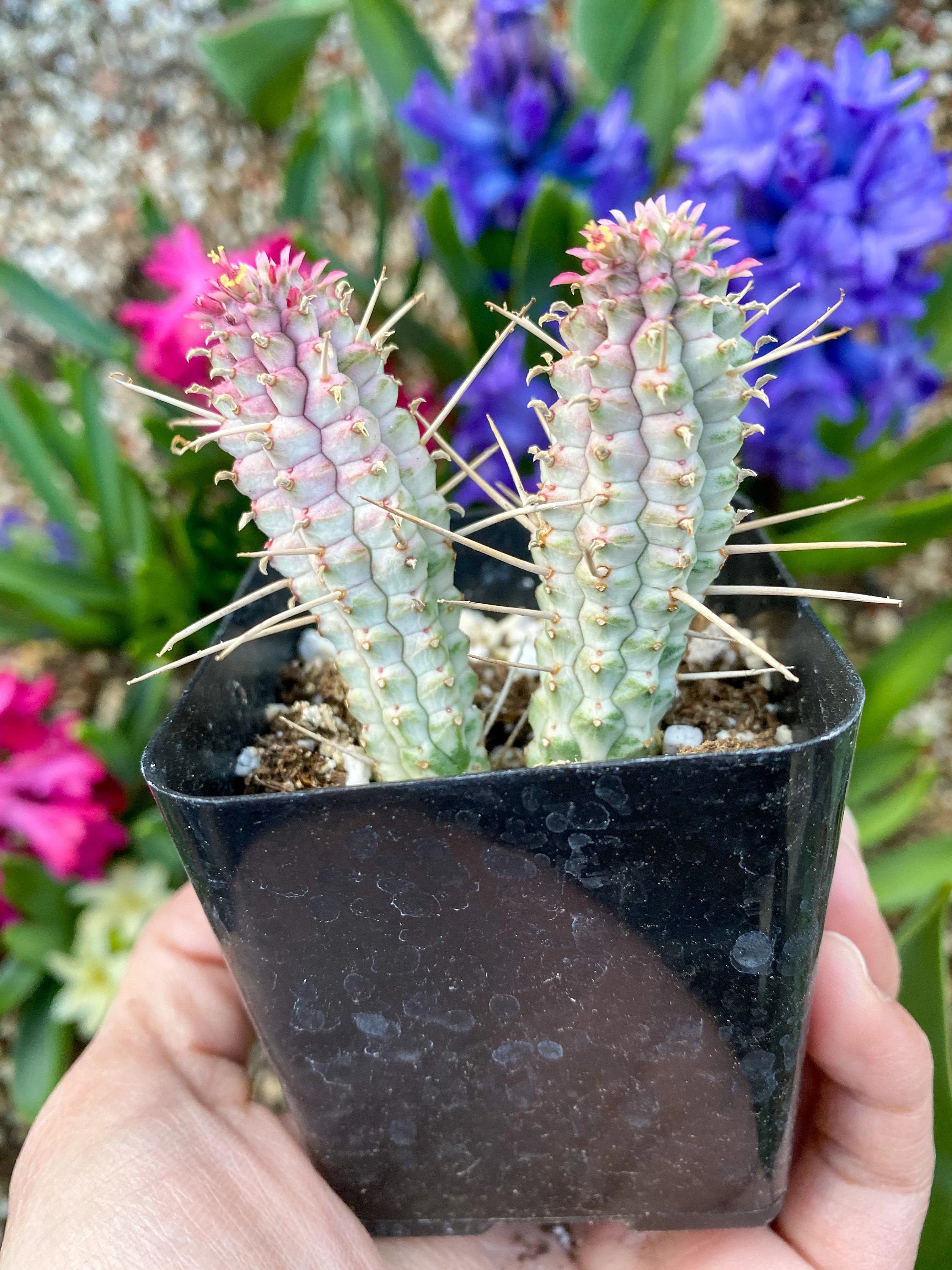 Cacti – Page 5 – Mayumi Garden