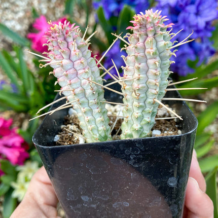 Euphorbia mammillaris ‘Corncob Cactus’, Live Plant, 2-inch Pot