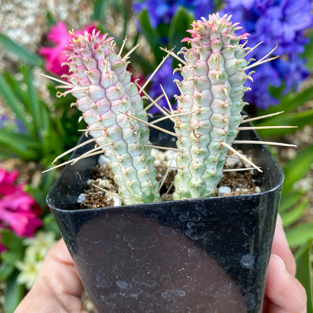 Euphorbia mammillaris ‘Corncob Cactus’, Live Plant, 2-inch Pot