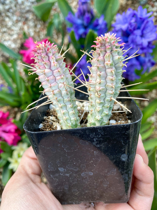 Euphorbia mammillaris ‘Corncob Cactus’, Live Plant, 2-inch Pot