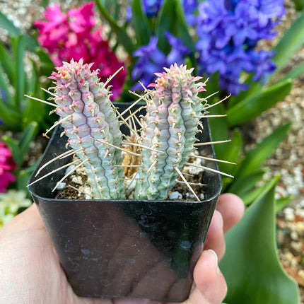 Euphorbia mammillaris ‘Corncob Cactus’, Live Plant, 2-inch Pot