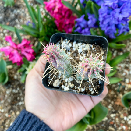 Euphorbia mammillaris ‘Corncob Cactus’, Live Plant, 2-inch Pot