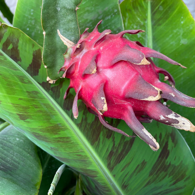 Mayumi Red Dragon fruit cutting 12"