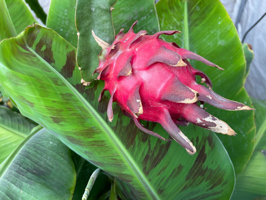 Mayumi Red Dragon fruit cutting 12"
