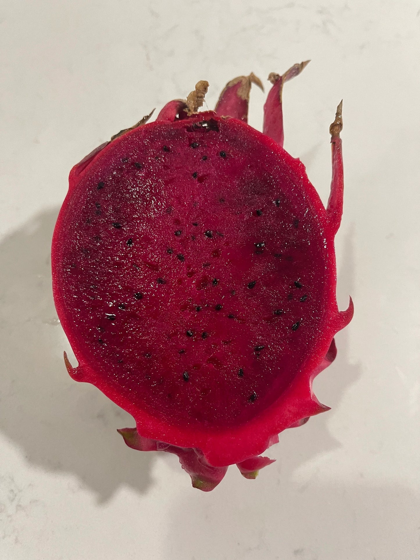 Mayumi Red Dragon fruit cutting 12"