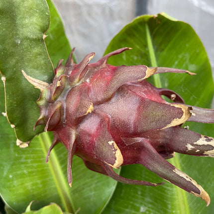 Mayumi Red Dragon fruit cutting 12"