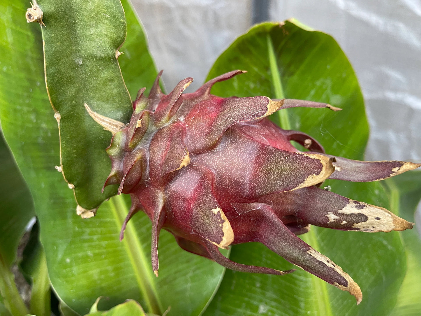 Mayumi Red Dragon fruit cutting 12"