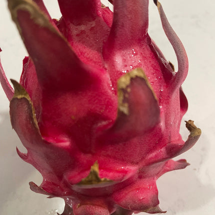 Mayumi Red Dragon fruit cutting 12"