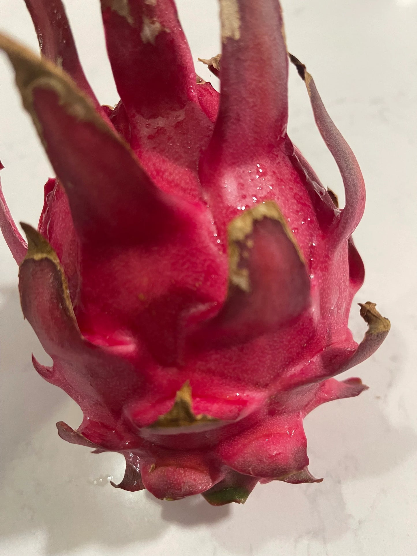 Mayumi Red Dragon fruit cutting 12"