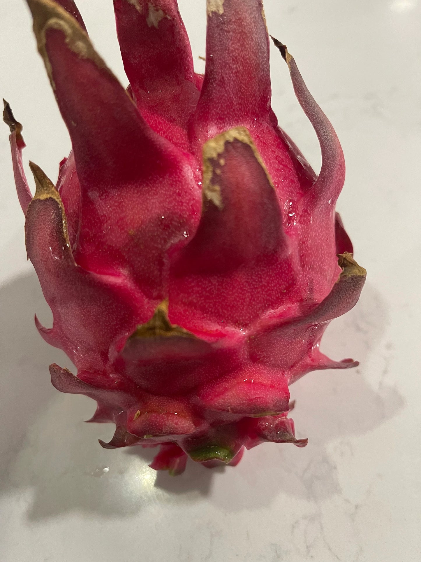 Mayumi Red Dragon fruit cutting 12"