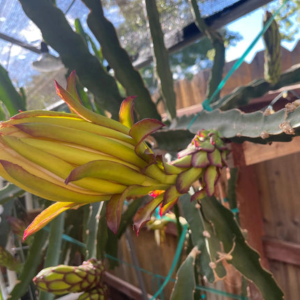 Mayumi Red Dragon fruit cutting 12"