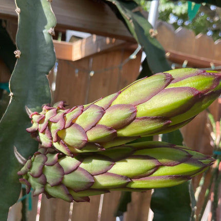 Mayumi Red Dragon fruit cutting 12"