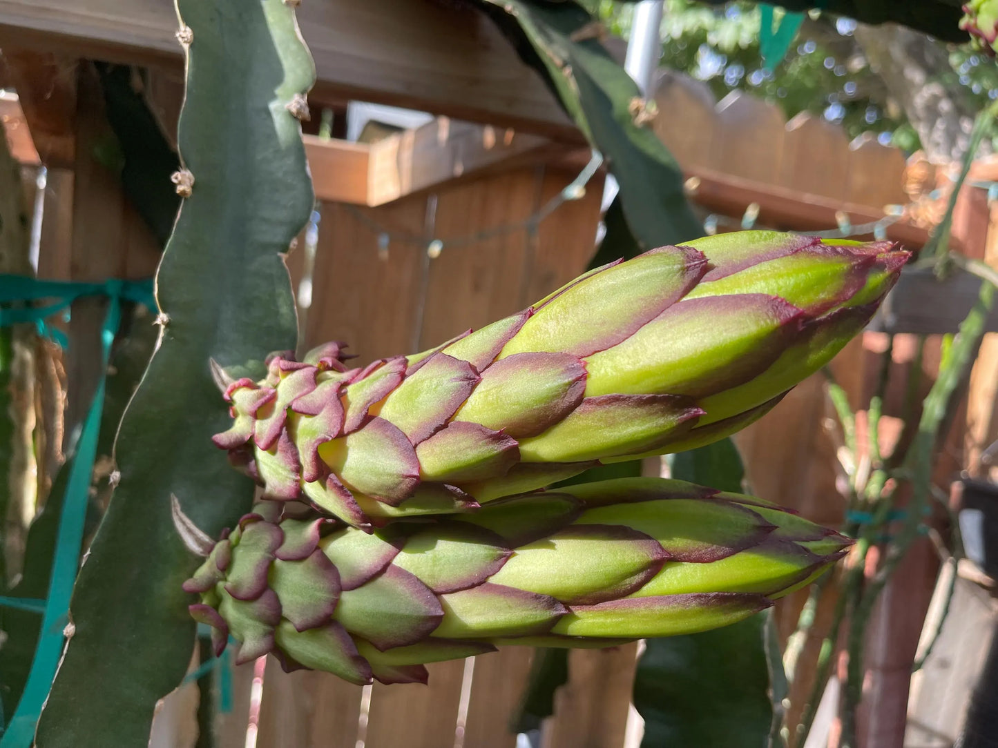 Mayumi Red Dragon fruit cutting 12"
