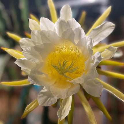 Mayumi Red Dragon fruit cutting 12"