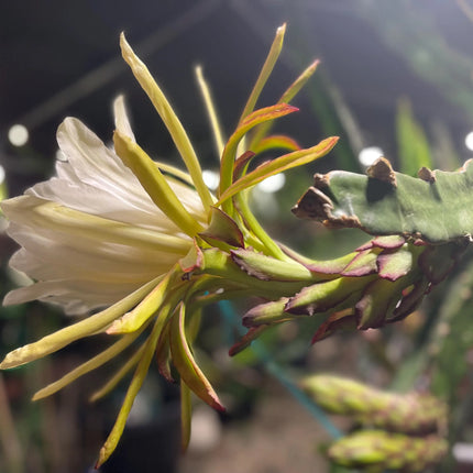 Mayumi Red Dragon fruit cutting 12"