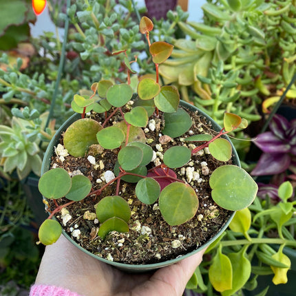 Peperomia Ruby Cascade, Live Plant, Succulent
