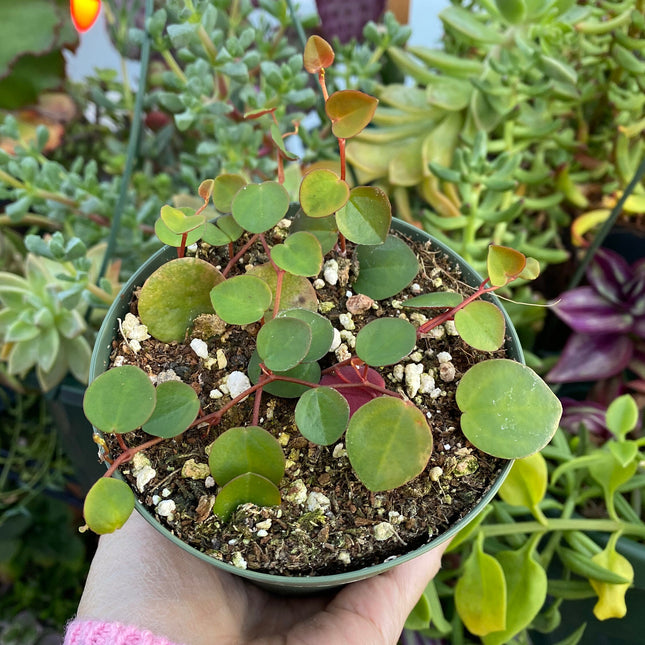 Peperomia Ruby Cascade, Live Plant, Succulent