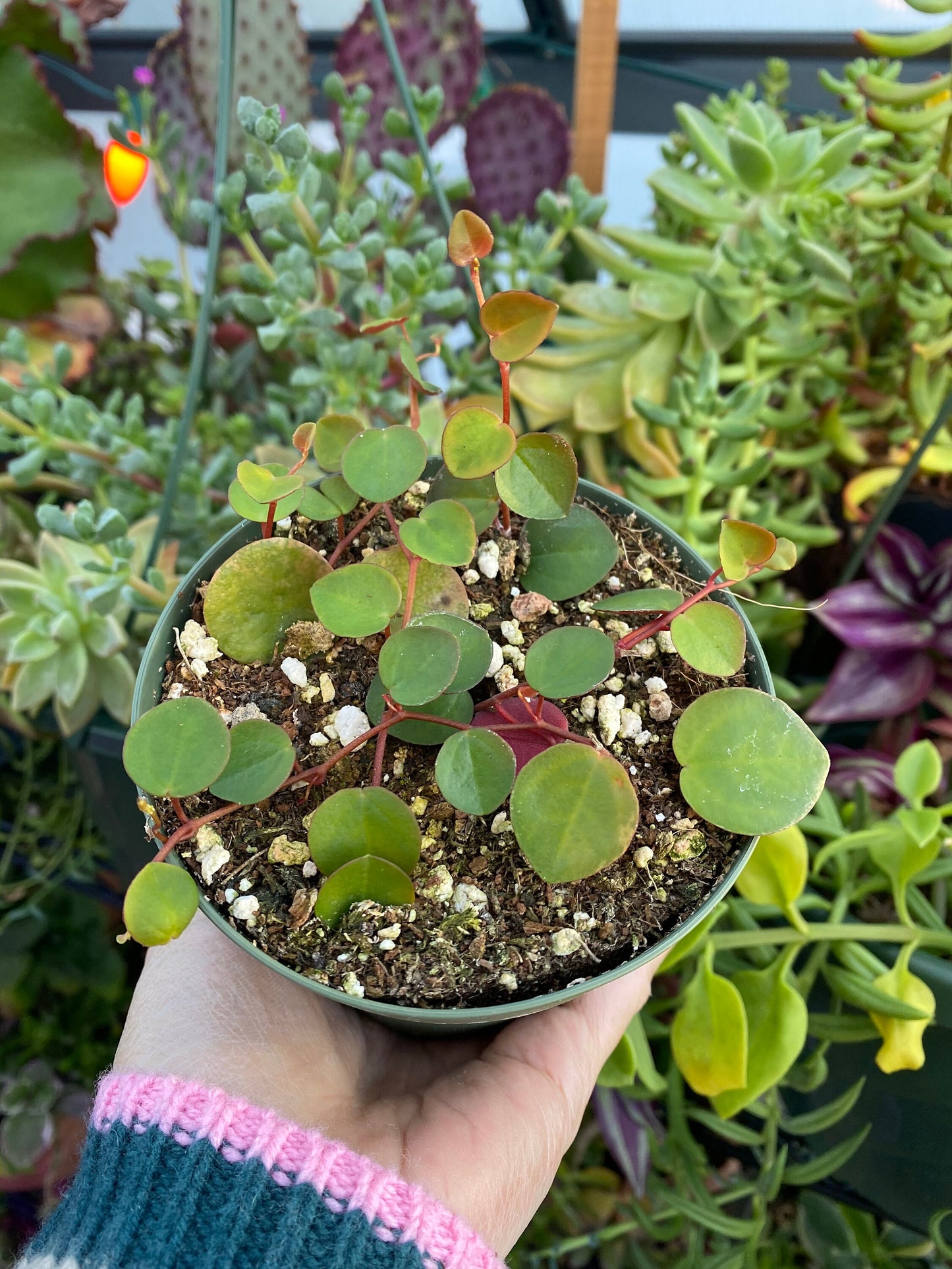 Peperomia Ruby Cascade, Live Plant, Succulent