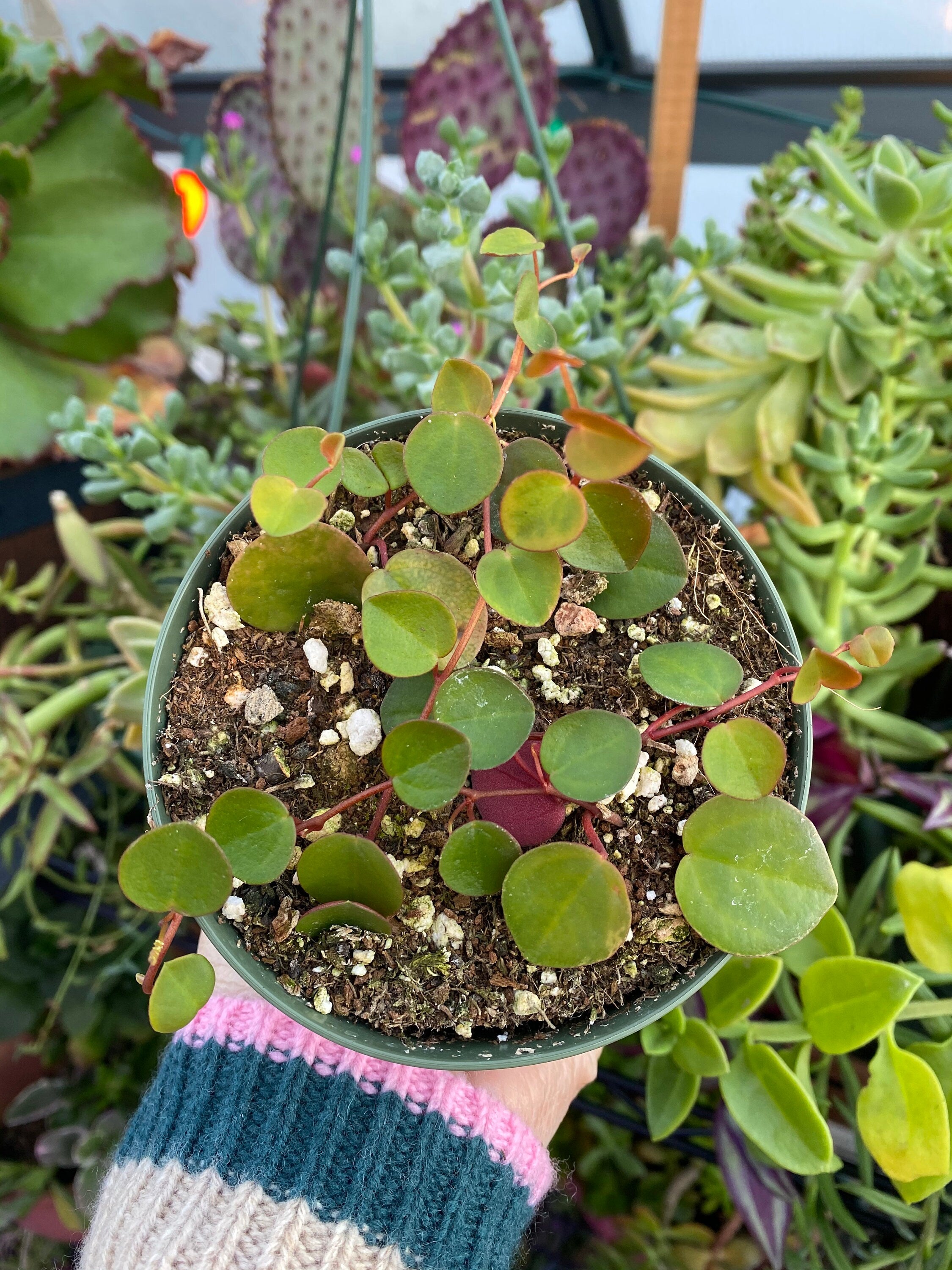 ruby plants succulents Peperomia 'Ruby Cascade' 4 Inch