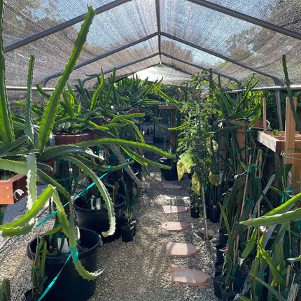 $10 and $12 Special sale various dragon fruit cuttings