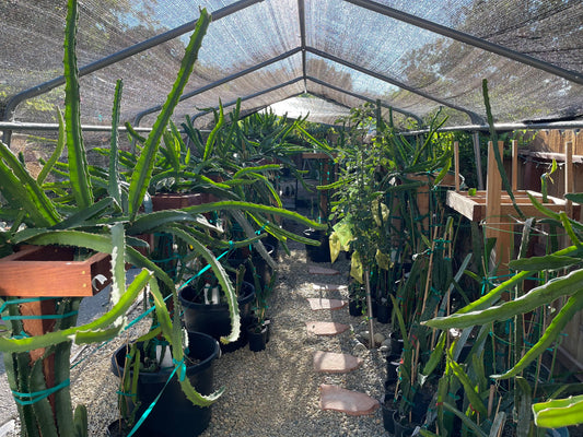 $10 and $12 Special sale various dragon fruit cuttings