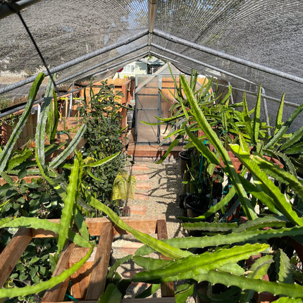 $10 and $12 Special sale various dragon fruit cuttings