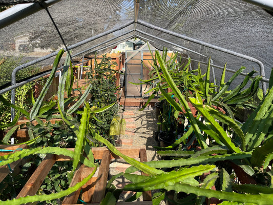 $10 and $12 Special sale various dragon fruit cuttings