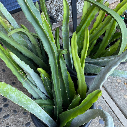 $10 and $12 Special sale various dragon fruit cuttings