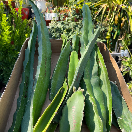 $10 and $12 Special sale various dragon fruit cuttings