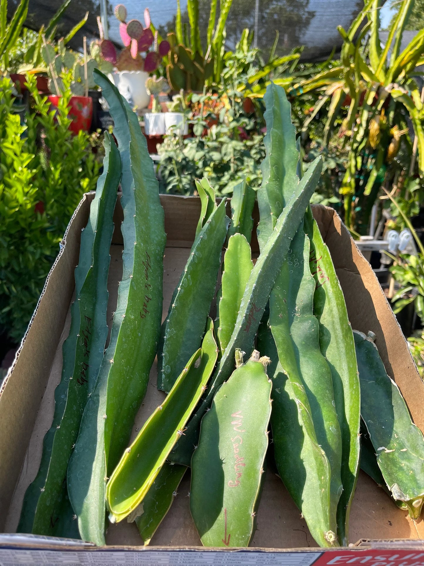 $10 and $12 Special sale various dragon fruit cuttings