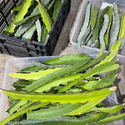 $10 and $12 Special sale various dragon fruit cuttings