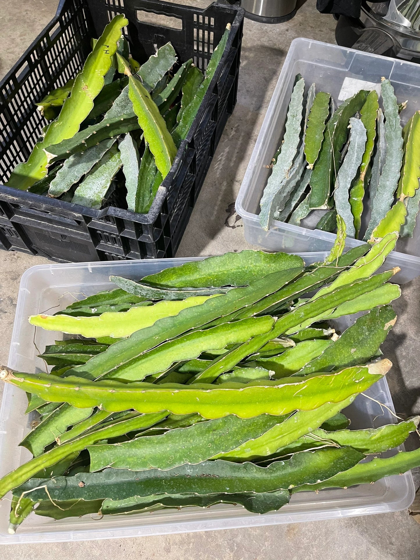 $10 and $12 Special sale various dragon fruit cuttings