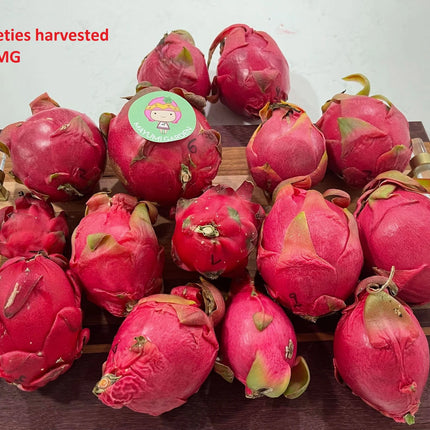 $10 and $12 Special sale various dragon fruit cuttings