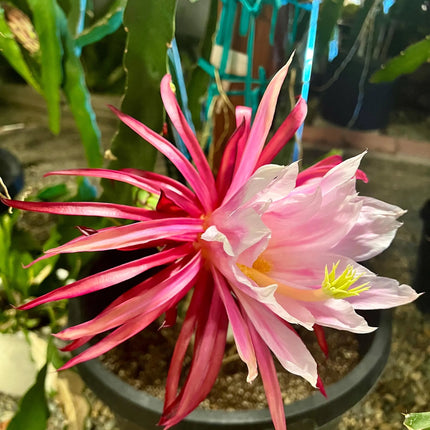 $10 and $12 Special sale various dragon fruit cuttings