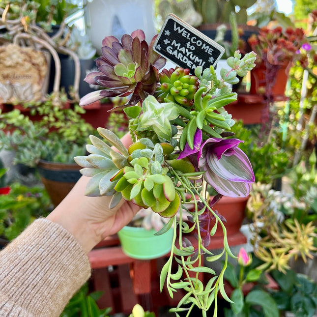 colorful succulent cuttings Assorted Succulent Cuttings, Live Plant – Mayumi Garden
