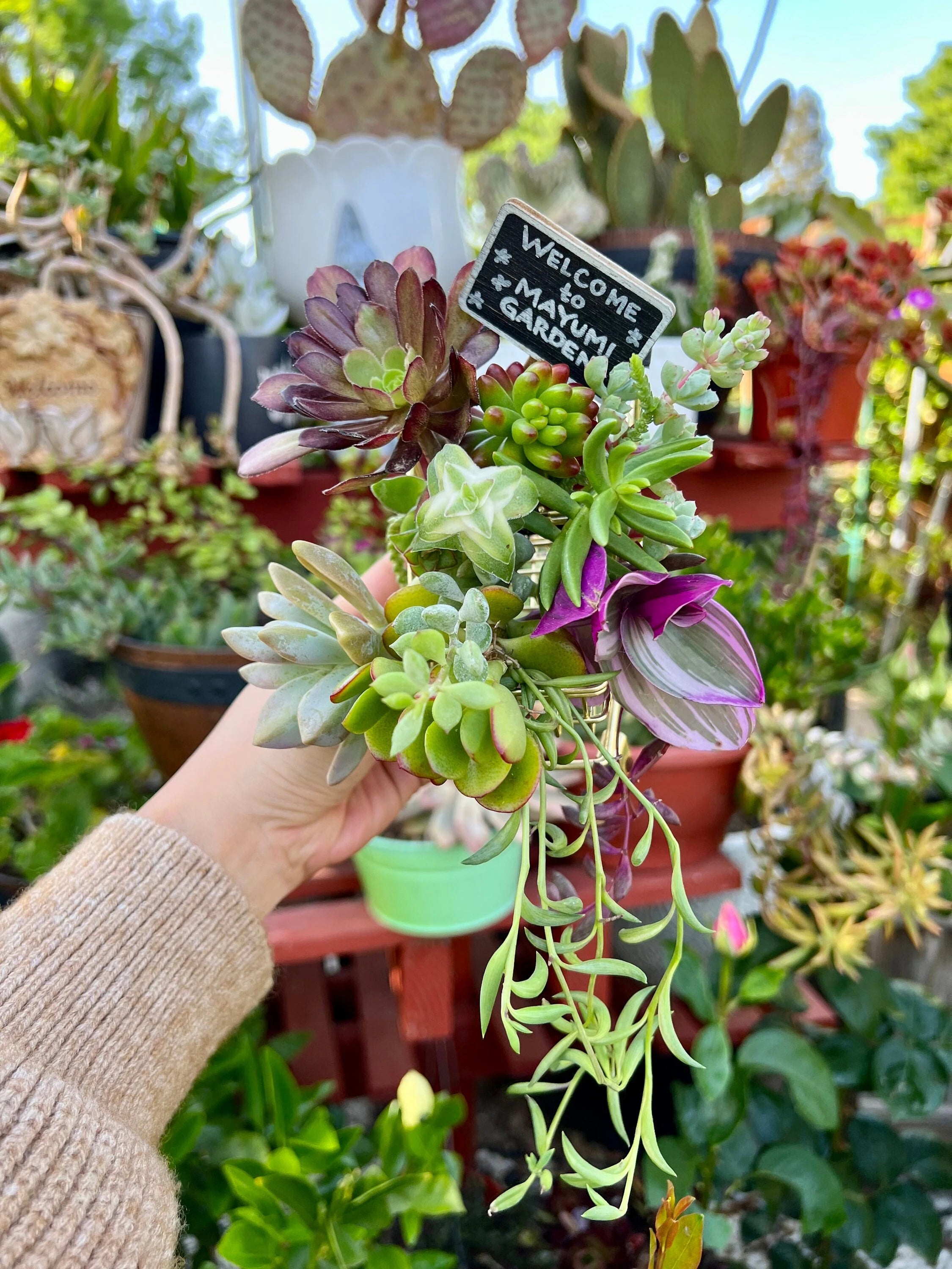 succulent cuttings Assorted Succulent Cuttings, Live Plant – Mayumi Garden