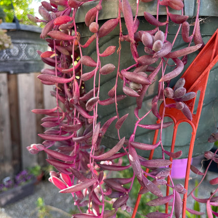 Assorted Succulent Cuttings, Live Plant